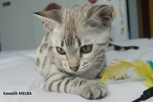 chaton bengal blanc